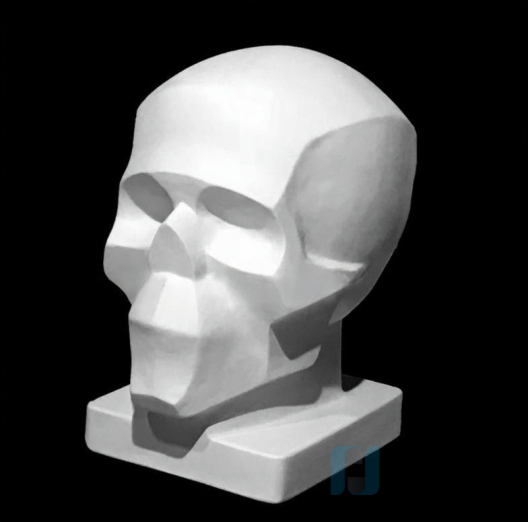 Гипсовая модель Череп обобщенных плоскостей