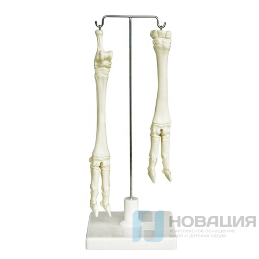 Скелет конечностей овцы (передняя и задняя)