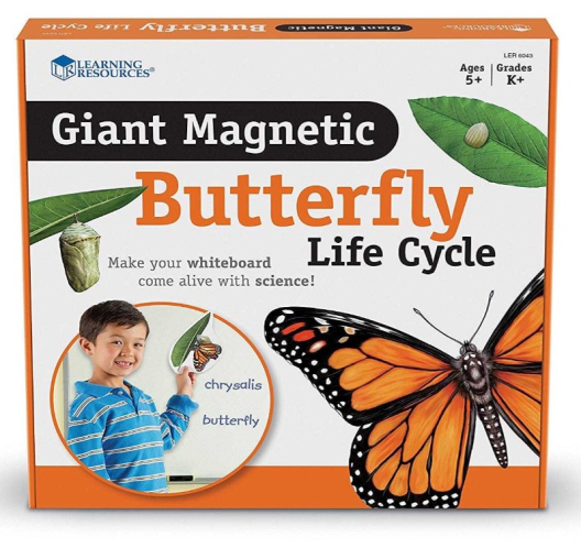 Магнитный демонстрационный материал Жизненный цикл бабочки