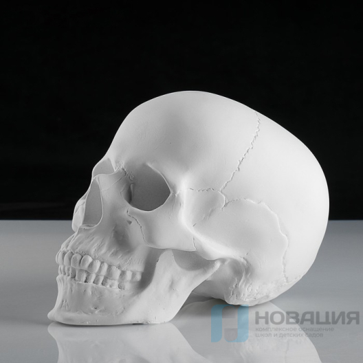 Гипсовая модель Череп анатомический