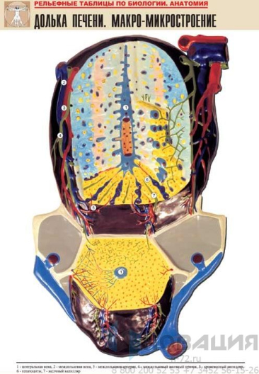 Рельефная таблица Долька печени. Макро-микростроение