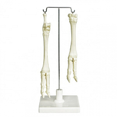 Скелет конечностей овцы (передняя и задняя)