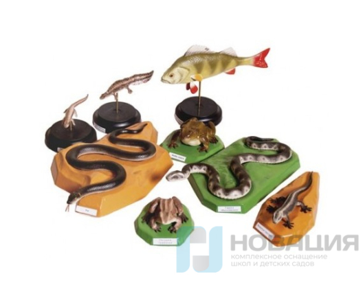 Комплект моделей Позвоночные животные