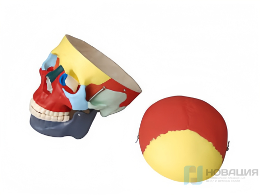 Модель Череп человека