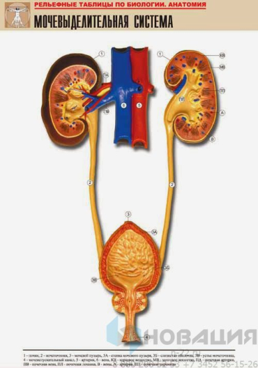 Рельефная таблица Мочевыделительная система