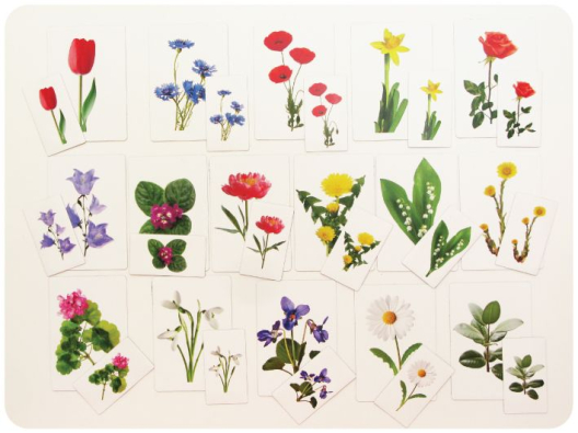 Набор магнитных карточек Загадки-отрицания. Цветы.