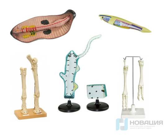 Комплект зоологических моделей демонстрационный (8 шт.)