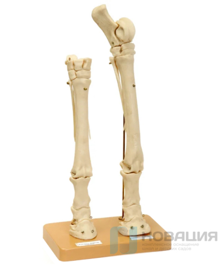 Скелет конечностей лошади (передняя и задняя)