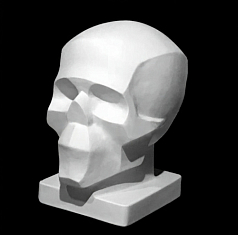 Гипсовая модель Череп обобщенных плоскостей