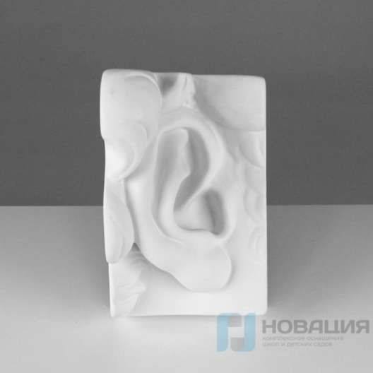 Гипсовая модель Ухо правое Давида