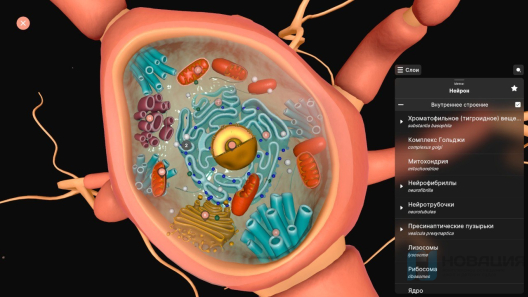 Интерактивный стол Реальная анатомия