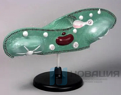 Модель Инфузория-туфелька