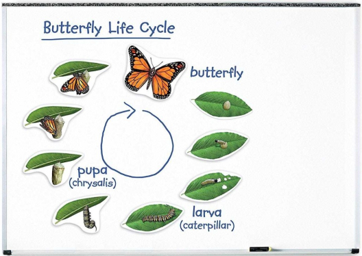 Магнитный демонстрационный материал Жизненный цикл бабочки