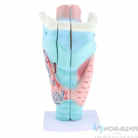 Модель Гортань человека